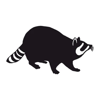 Wandtattoo Waschbär 01 