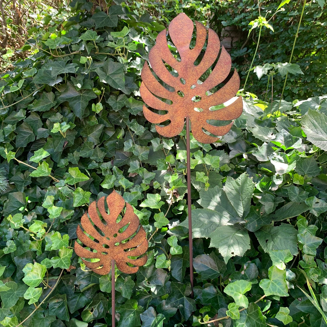 philodendron burle marx albo variegata Philodendron Burle Marx Albo