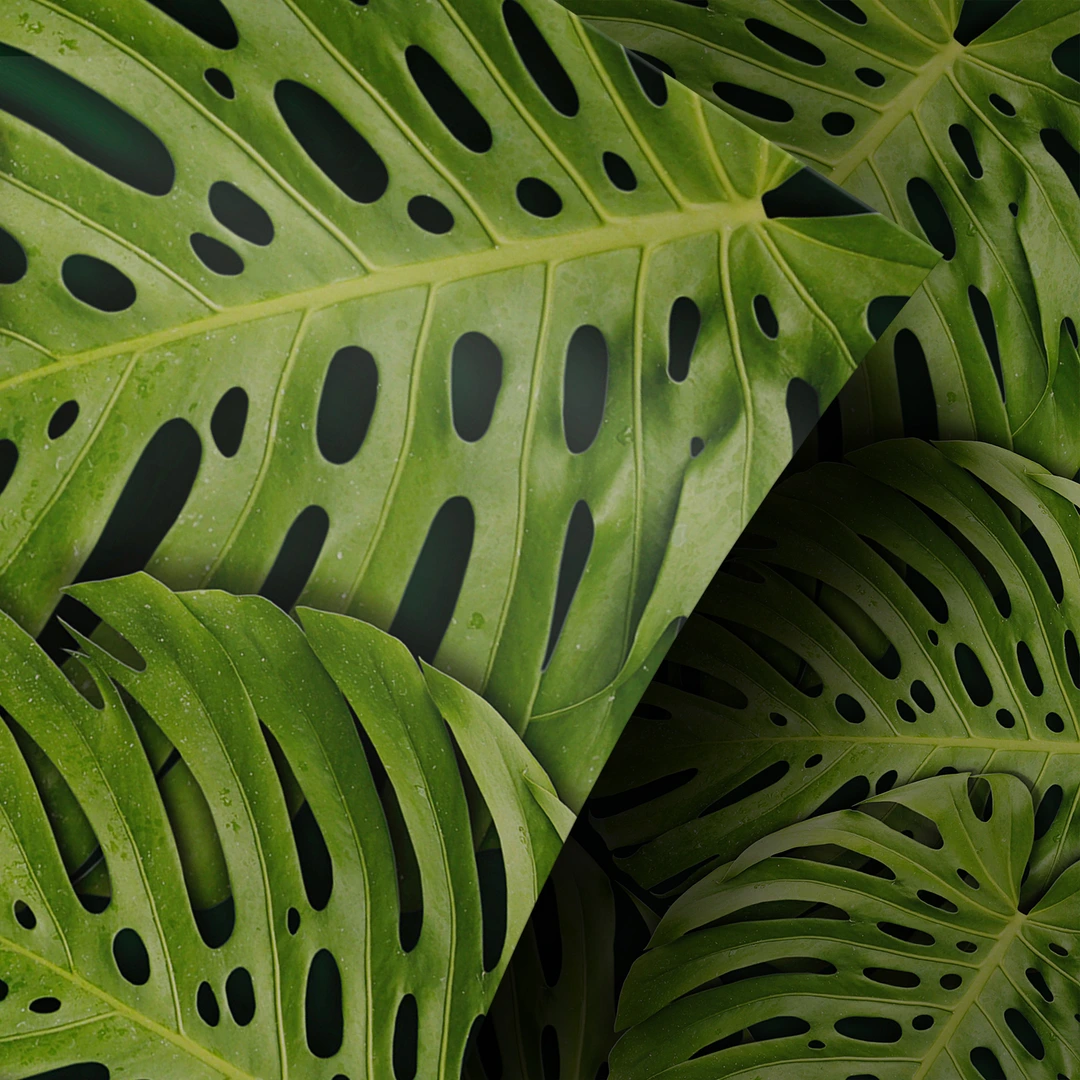 monstera deliciosa bush Monstera Deliciosa Shrub - Tropical Split Leaf Houseplant main image 1