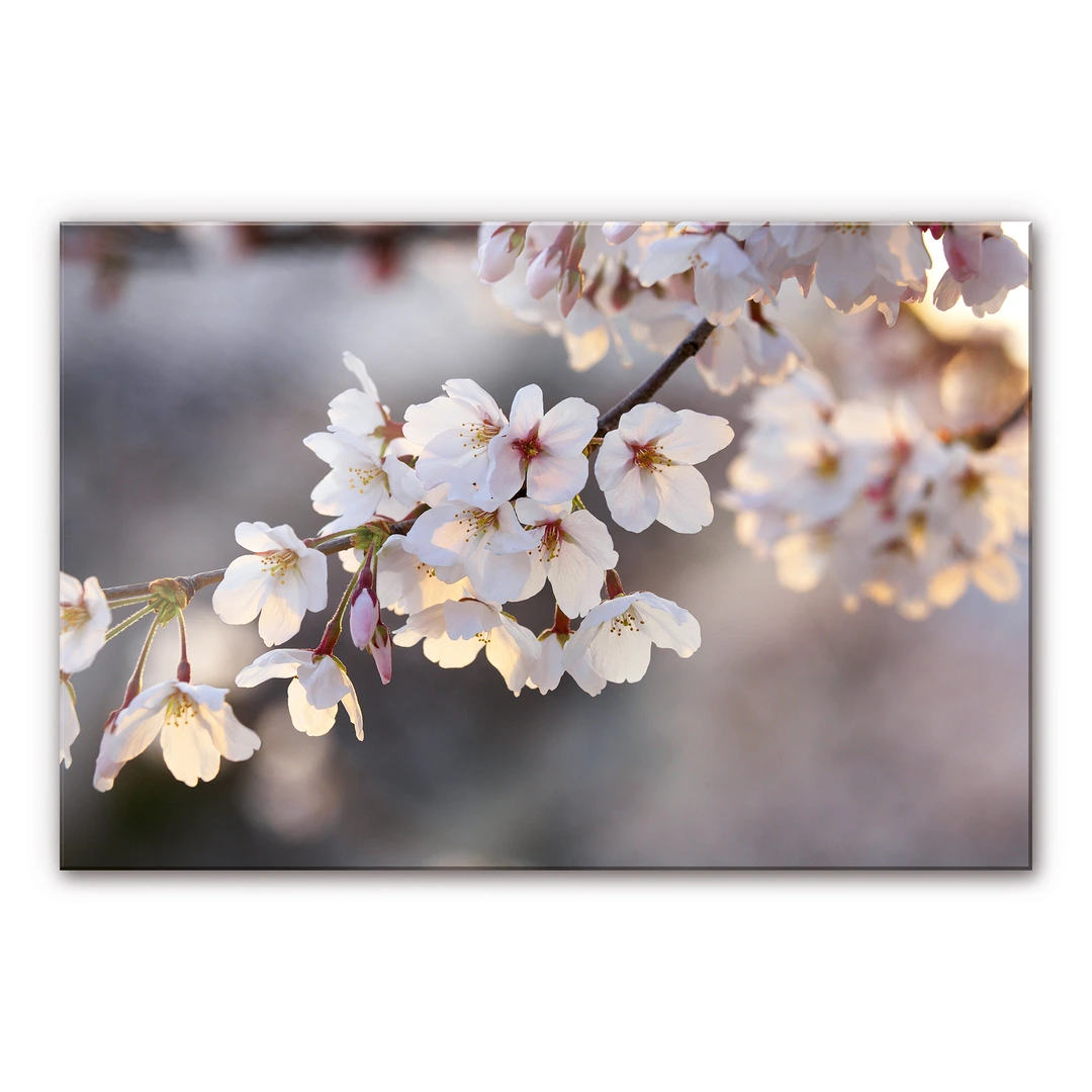 Sakura. fiore di ciliegio in primavera, bellissimi fiori rosa - Foto