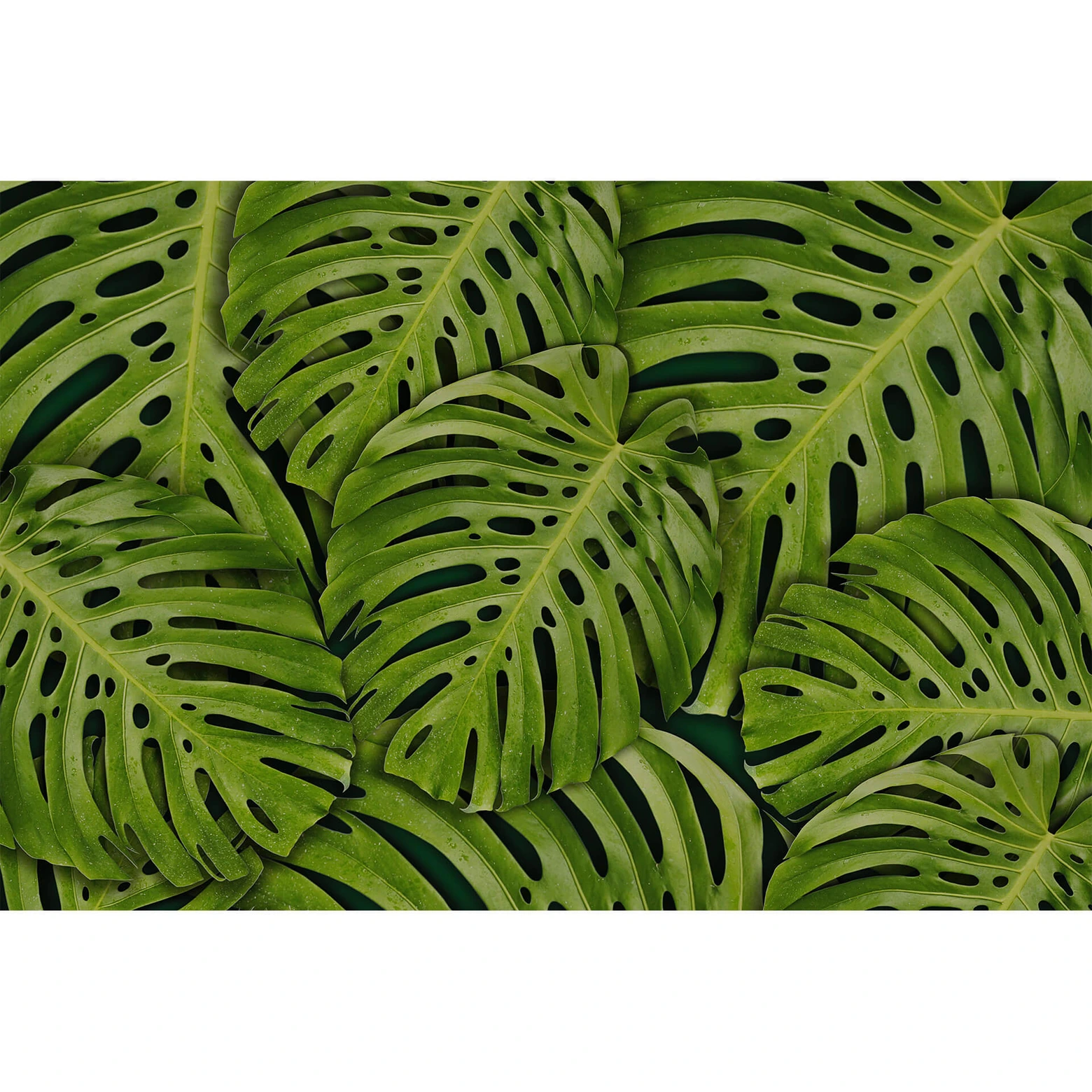 VENILIA Plakfolie zelfklevend motief bladeren 45x200 cm kopen