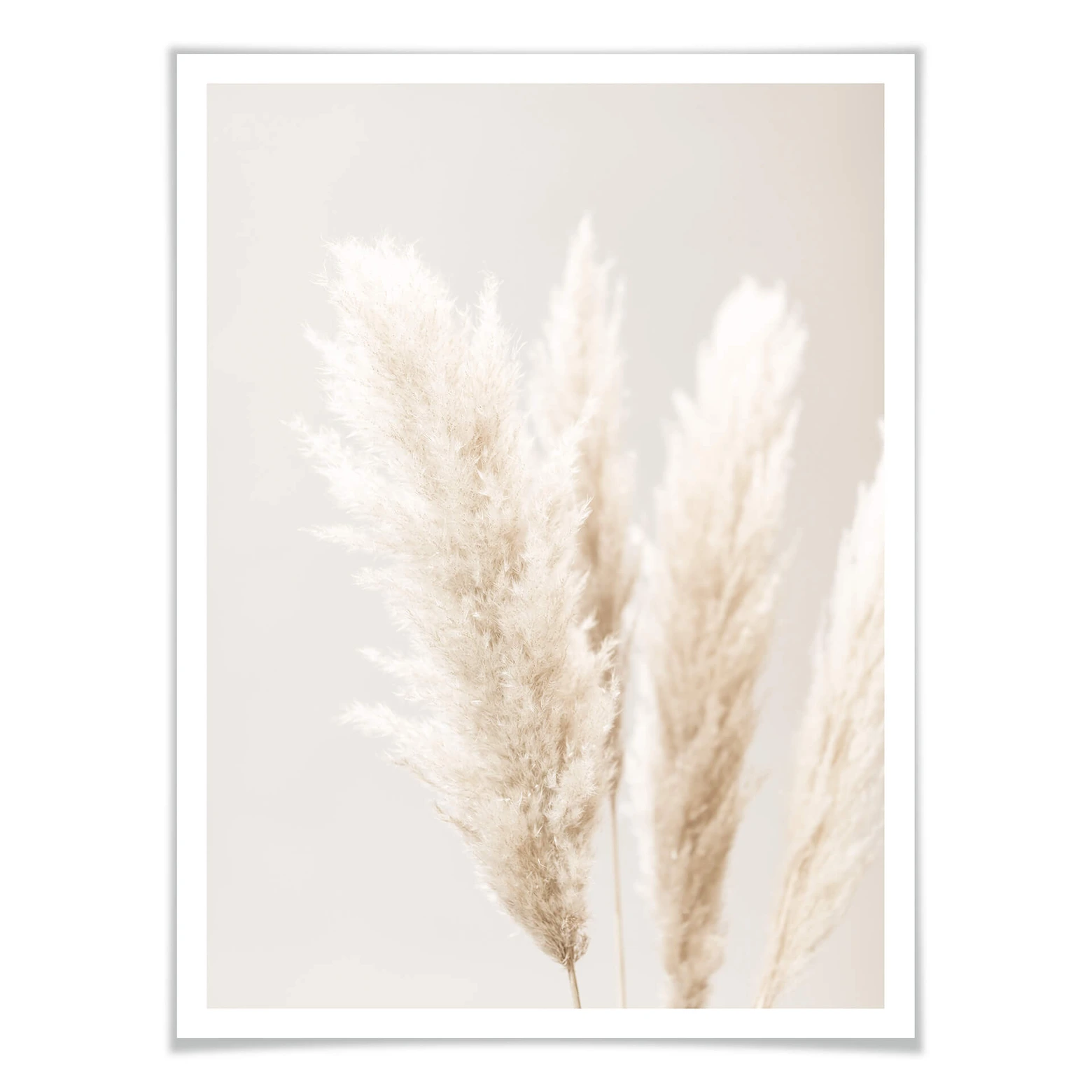 Hearkey Herbe De La Pampa Séchée Blanche Lot 30 Tiges - 45 Cm Fleurs Naturelles Déco Boho