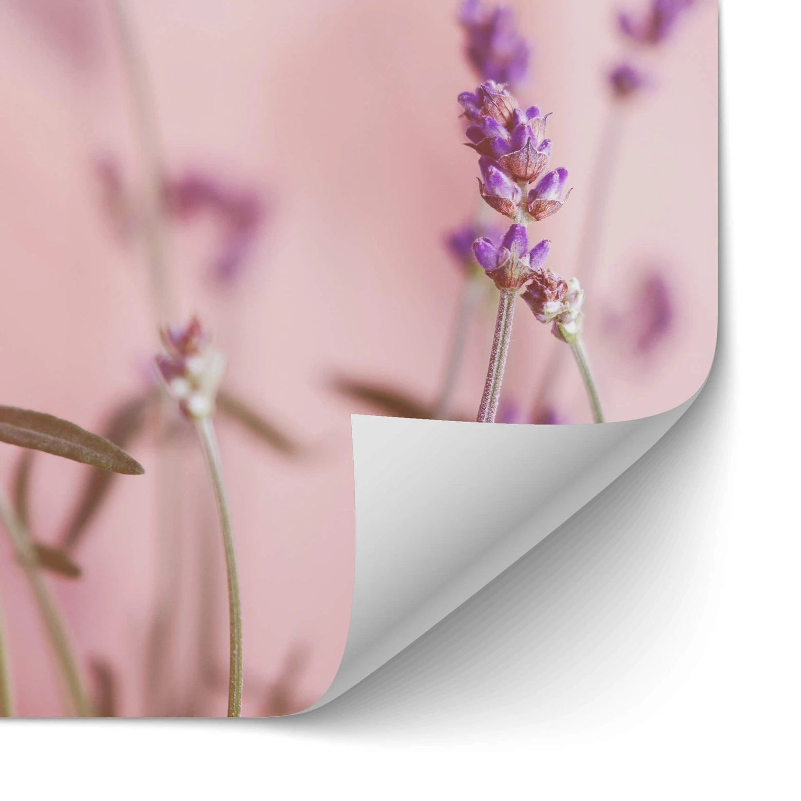 Pare-éclaboussures Autocollant Pour Cuisine - Version PRO Lavande, PVC 0.2mm, 60x400cm Max