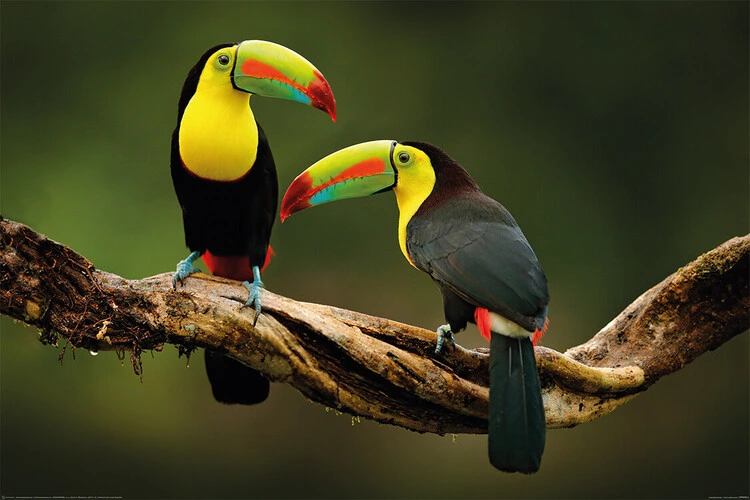 Poster Birds - Toucan, Plakat (120 x 80 cm) 