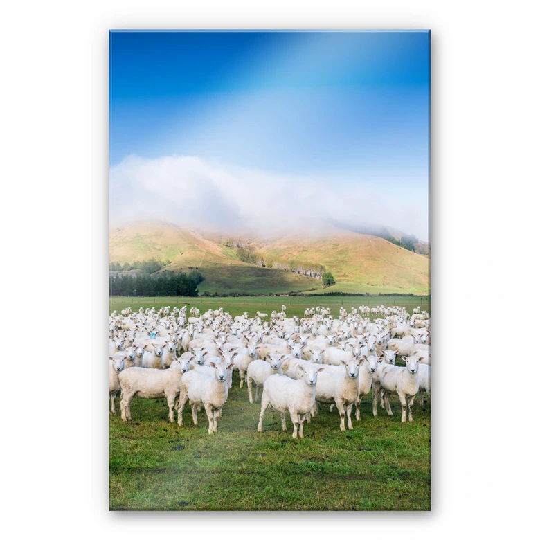 Acrylglasbild Colombo - Schafherde in Neuseeland 