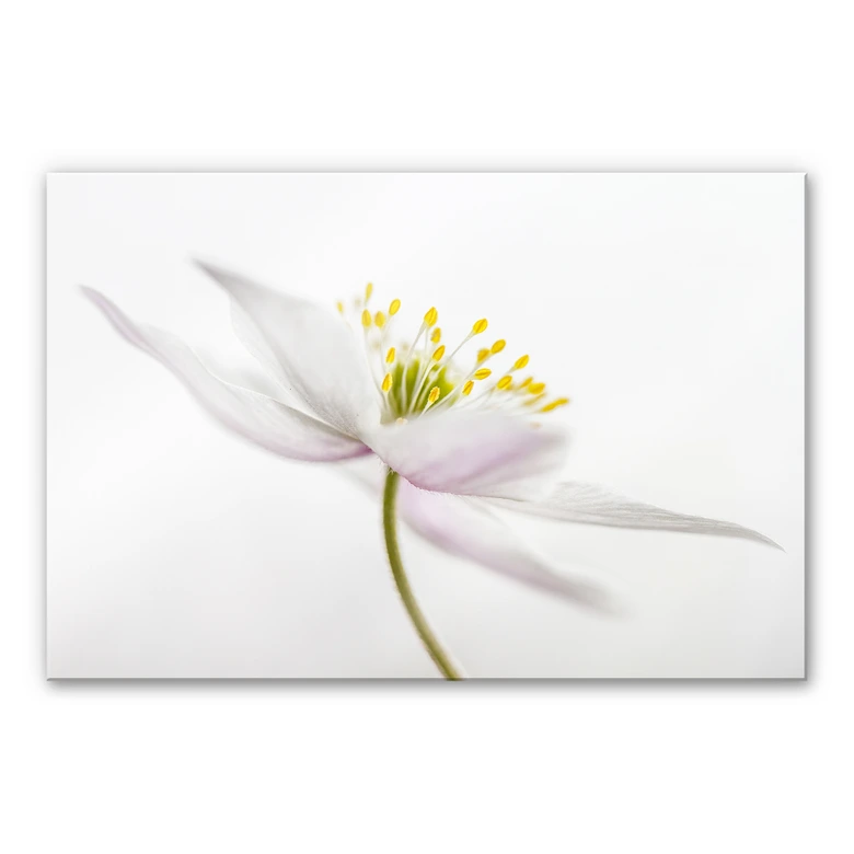 Acrylglasbild Disher - Nemorosa 