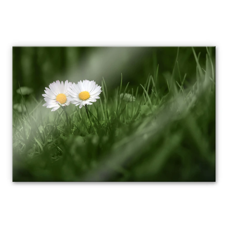 Acrylglasbild Ben Heine - Zwei Gänseblümchen 