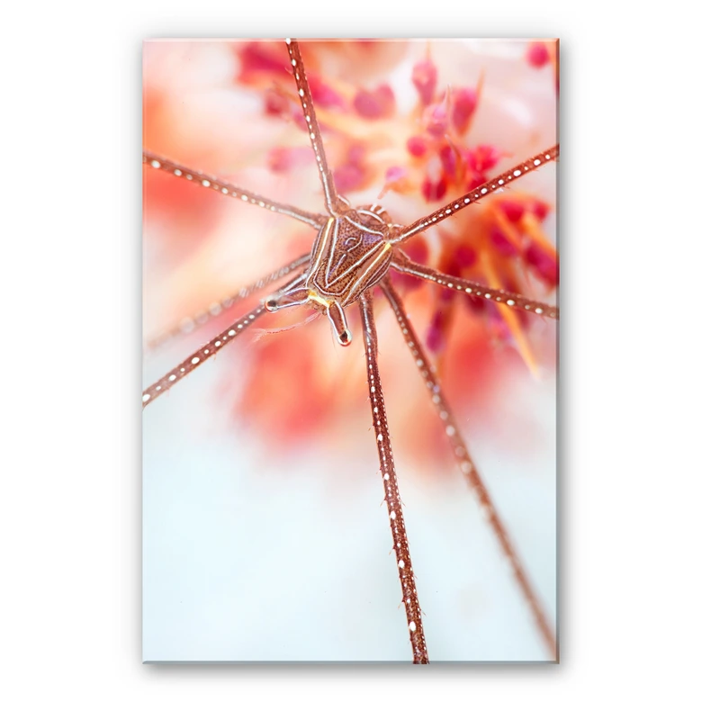 Acrylglasbild Narchuk - Unterwasser-Exotik 