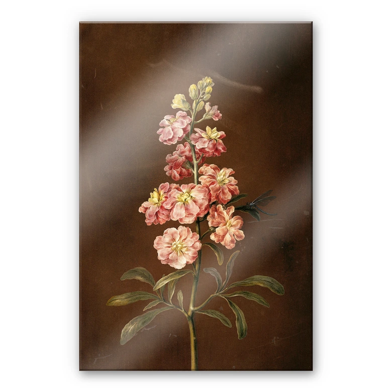 Acrylglasbild Dietzsch - Eine rosa Garten Levkkoje 