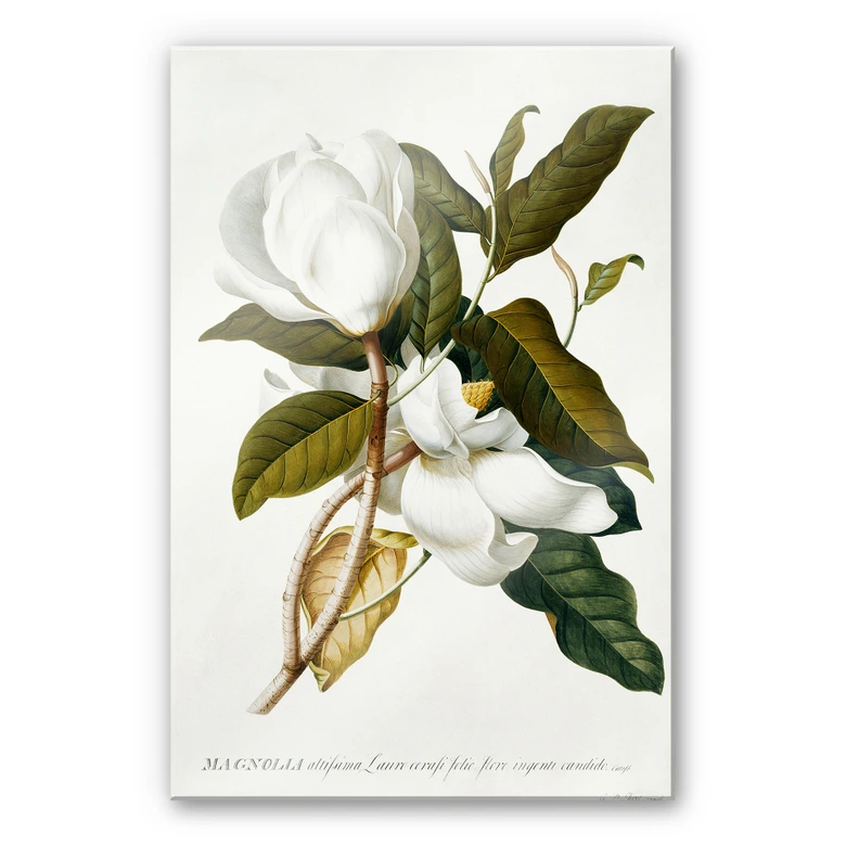 Acrylglasbild Ehret - Magnolie 