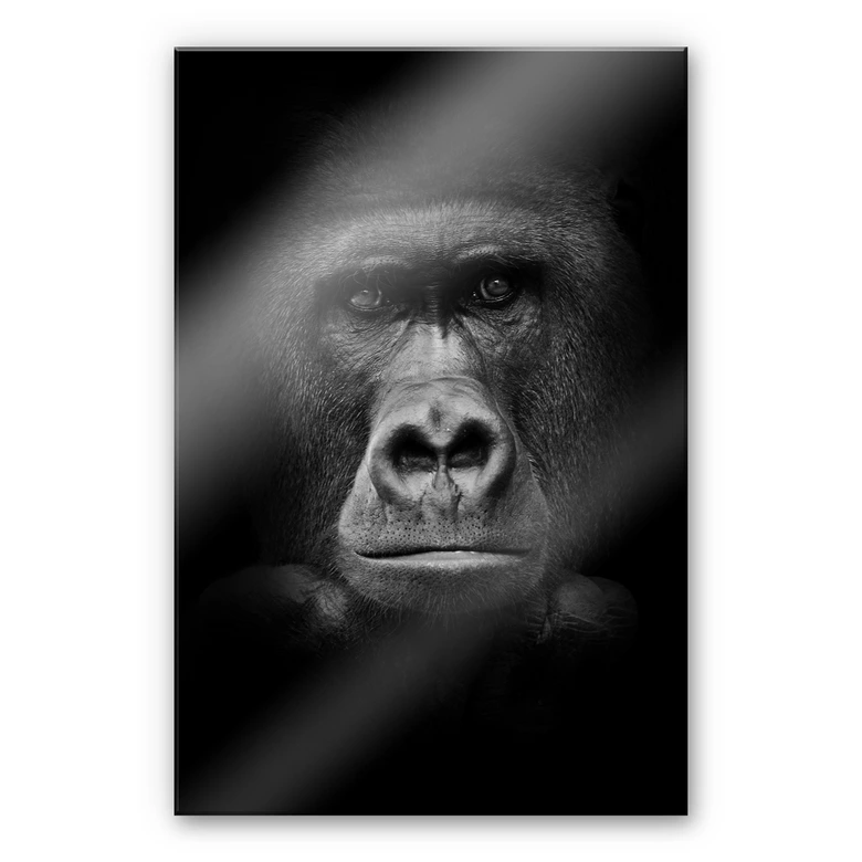 XXL Wandbild Gorilla 