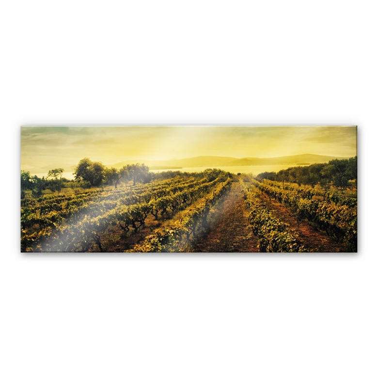Acrylglasbild Weinreben im Sonnenuntergang - Panorama 