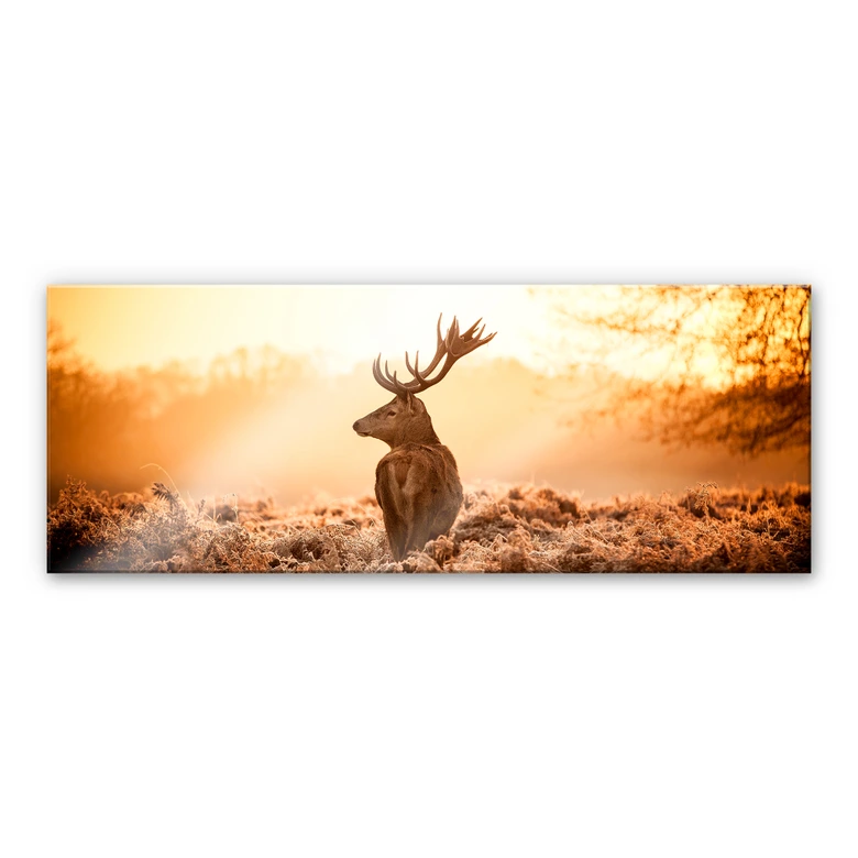 Acrylglas Majestueus Hert - Panorama 