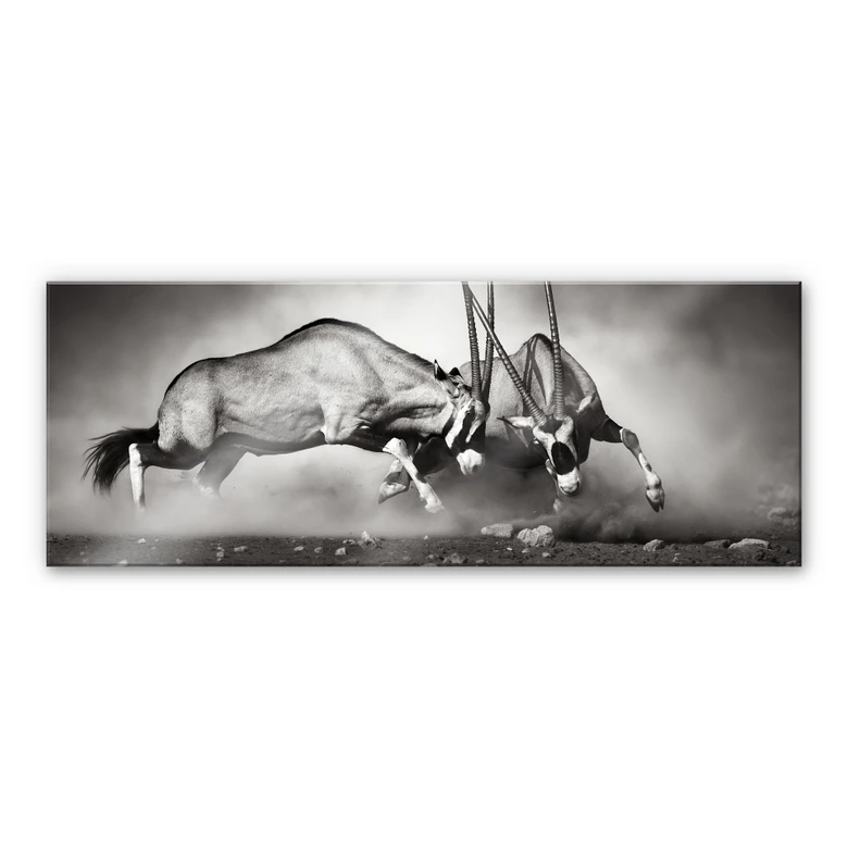 Tableau en verre acrylique -La duel - Panorama 