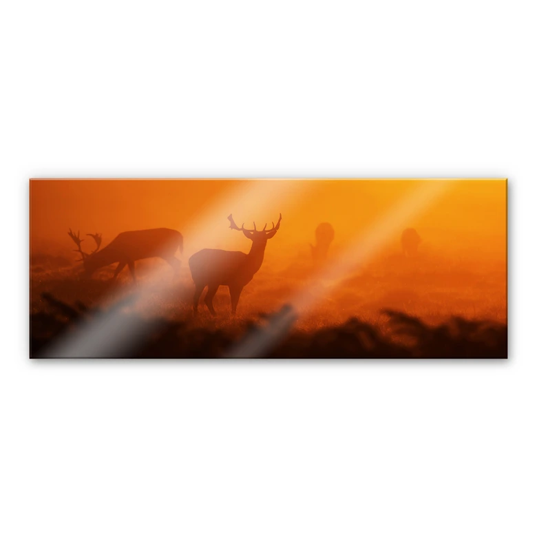 Acrylglasbild Hirsche im Sonnenuntergang - Panorama 