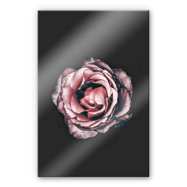 Akrylbillede Pink Flower Dream 02 