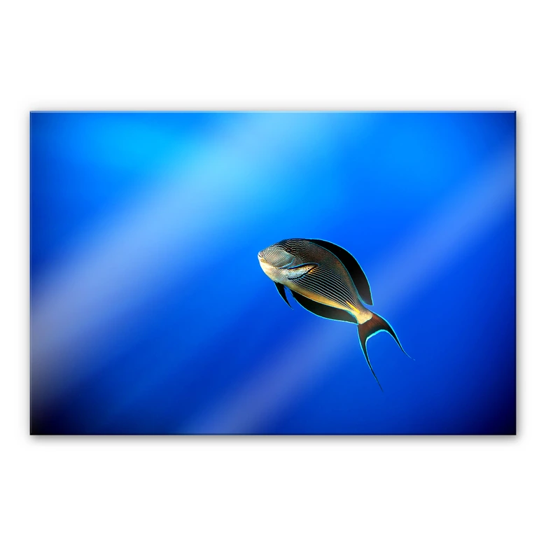 Acrylglasbild Catta - Deep Ocean 