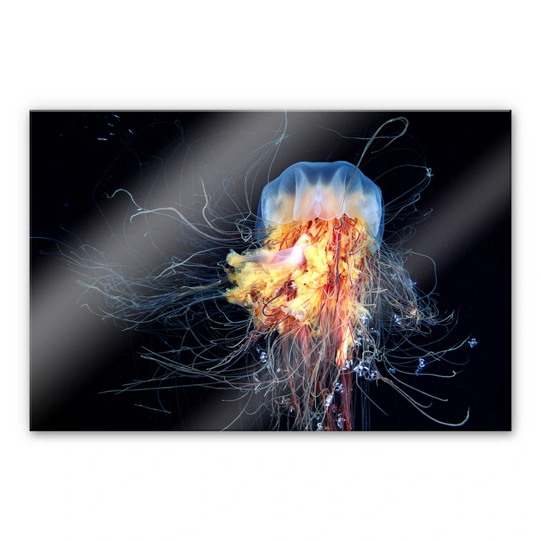 Acrylglasbild Semenov - Amazing Jellyfish 