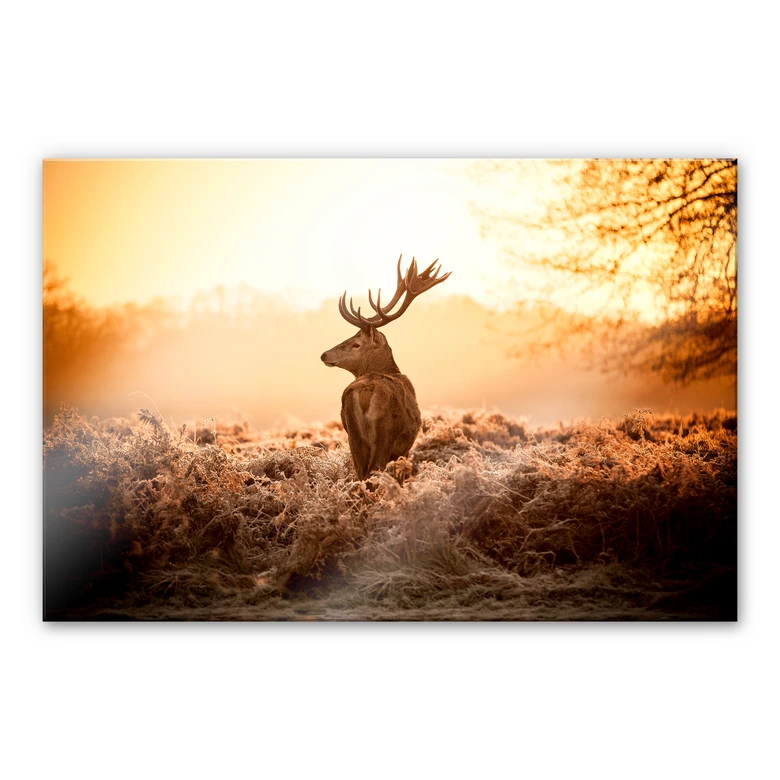 Acrylglasbild Majestätischer Hirsch 