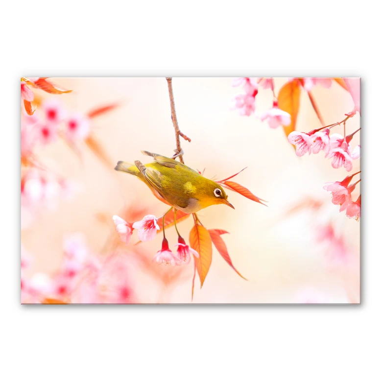 Acrylglasbild Vogelgezwitscher in der Kirschblüte 