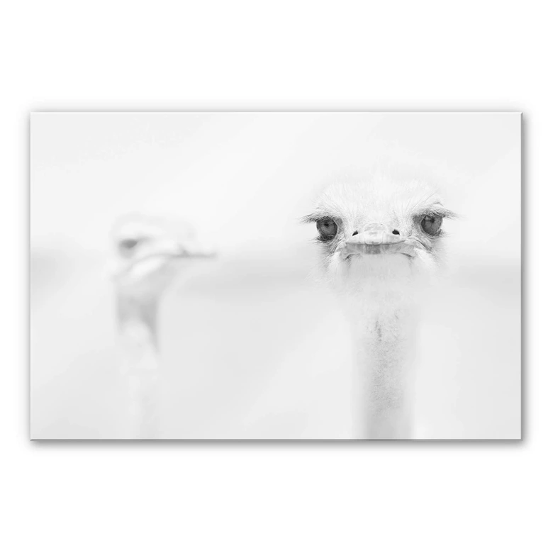Acrylglasbild Tonti - Augenblick 