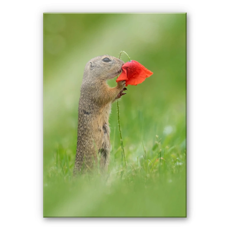 Acrylglasbild van Duijn - Erdhörnchen mit Mohnblume 