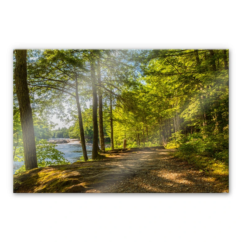 Acrylglasbild Waldweg am Fluss 