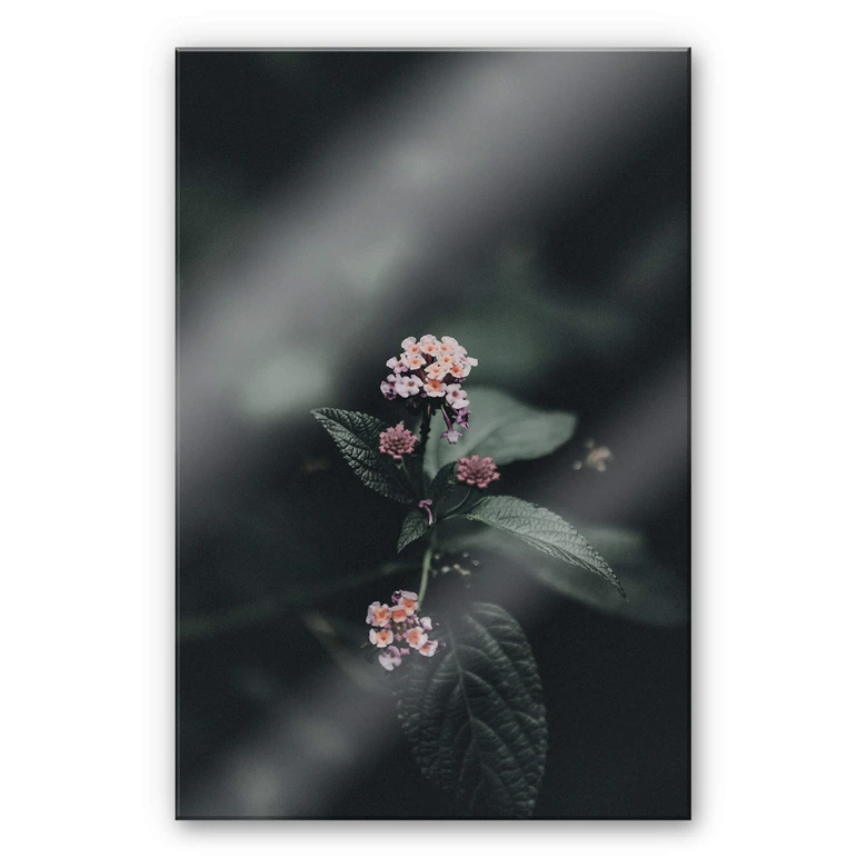 Acrylglasbild Zarte rosa Blüte 