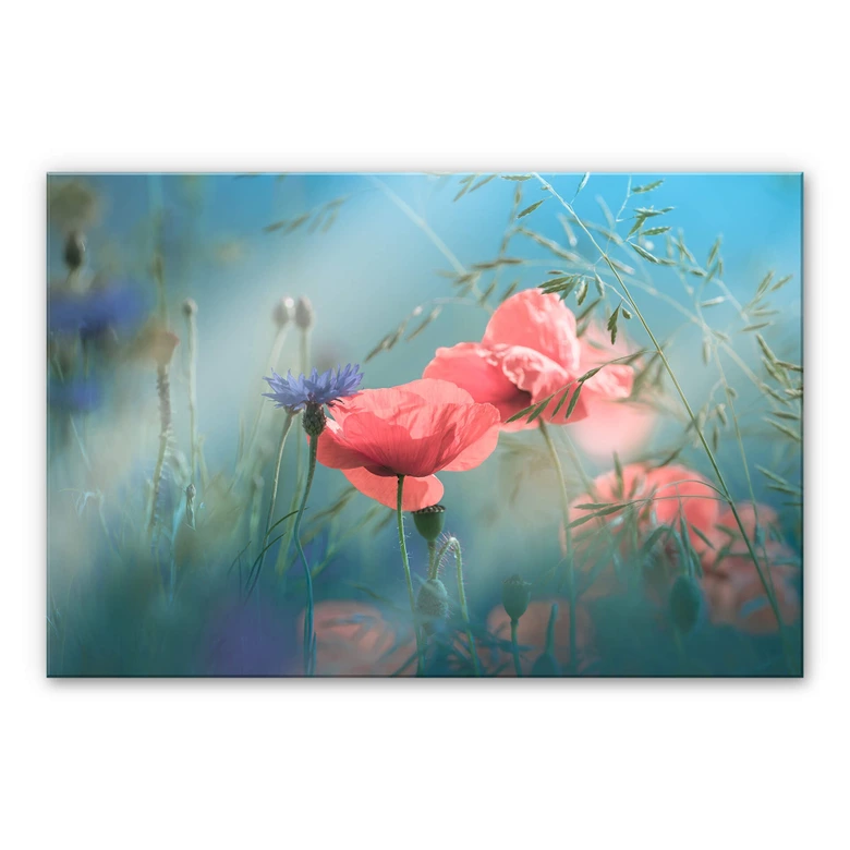 Acrylglasbild Delgado - Wildblumen Aquamarin 