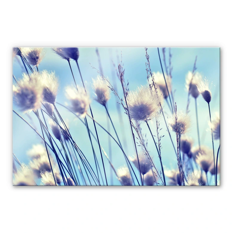 Acrylglasbild Delgado - Wind im Gras 