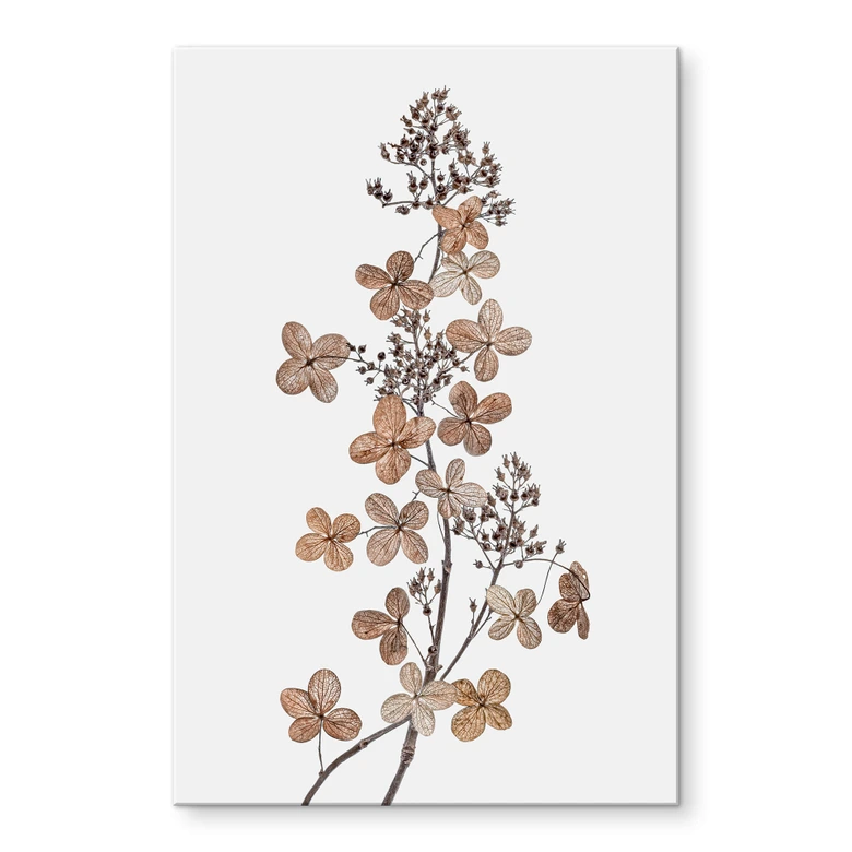 Acrylglasbild Disher - Hortensie 
