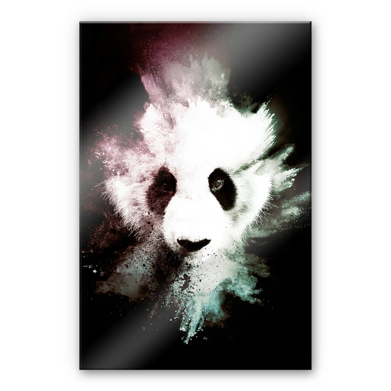 Acrylglasbild Hugonnard - Wild Explosion: Panda 