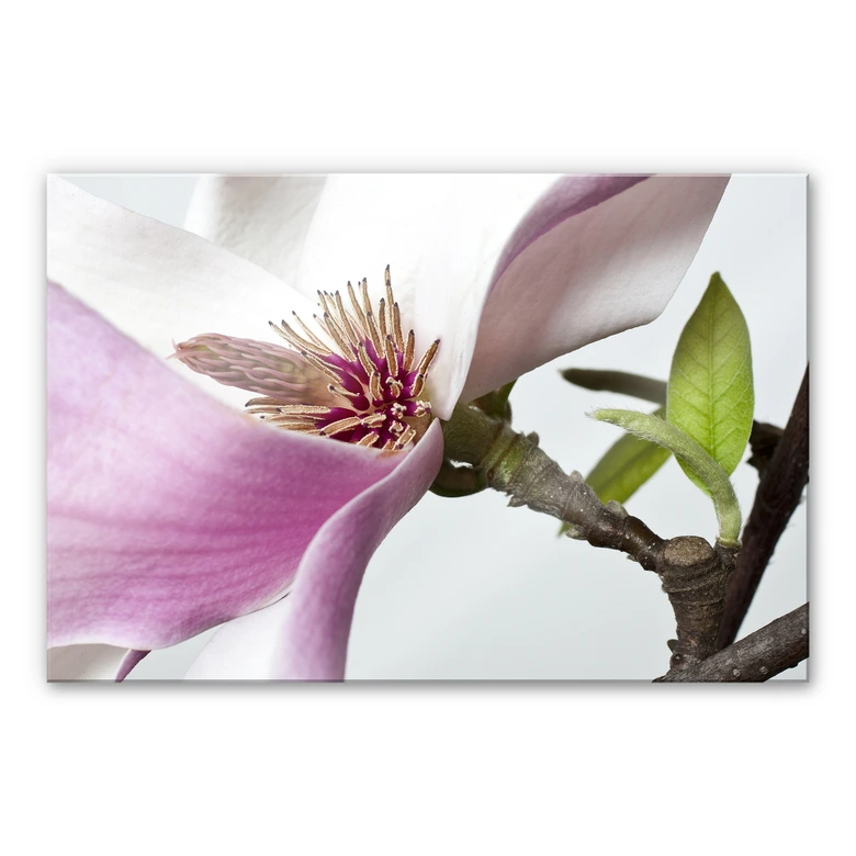 Tableau en verre acrylique - Magnolia 