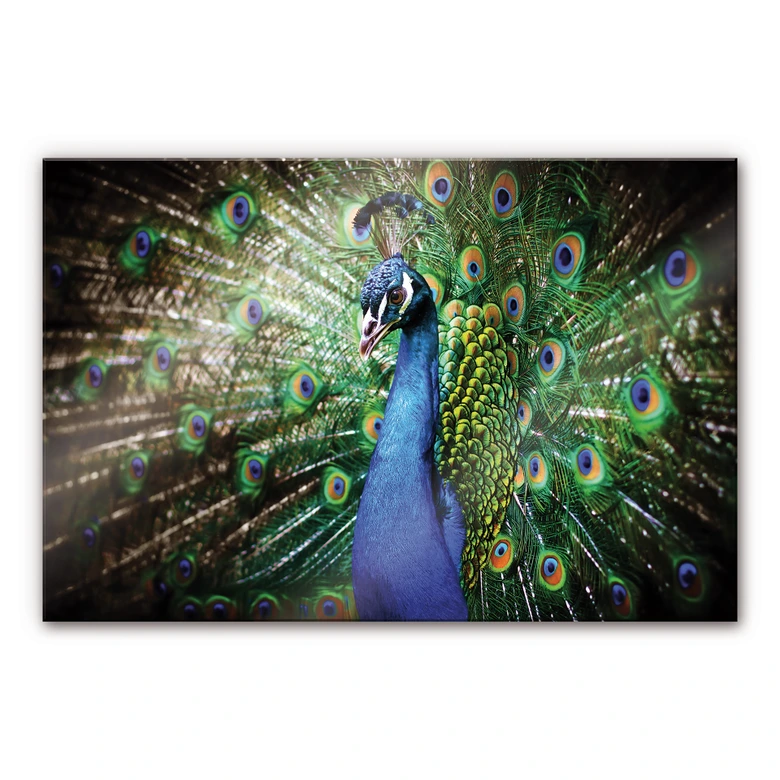 Tableau en verre acrylique - Paon 