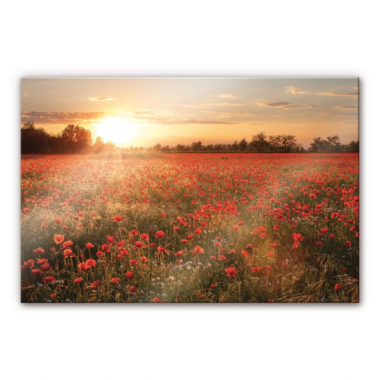 Tableau en verre acrylique - Champ de coquelicots au coucher du soleil 