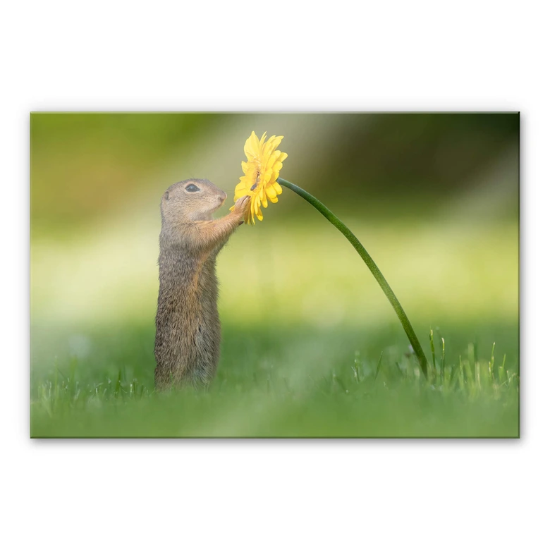 Acrylglasbild Duijn - Erdhörnchen hält Blume 