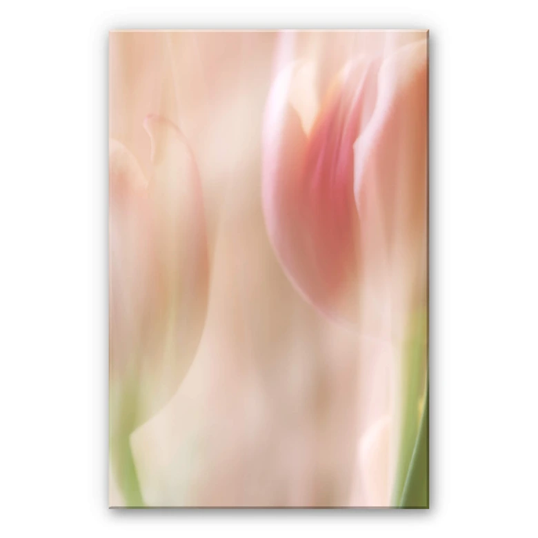 Acrylglasbild Westum - Shy tulips 