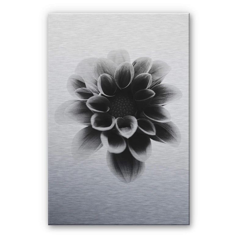 Tableau en alu-Dibond effet argenté - Grønkjær - Dahlia 