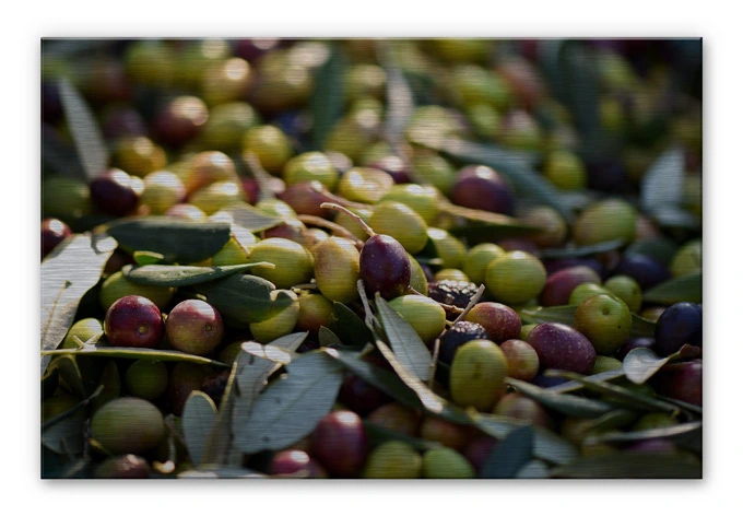 Alu-Dibond Bild Mediterrane Oliven 