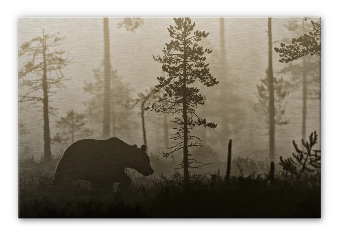 Alu-Dibond Bild Ove Linde - Nebel am Morgen 