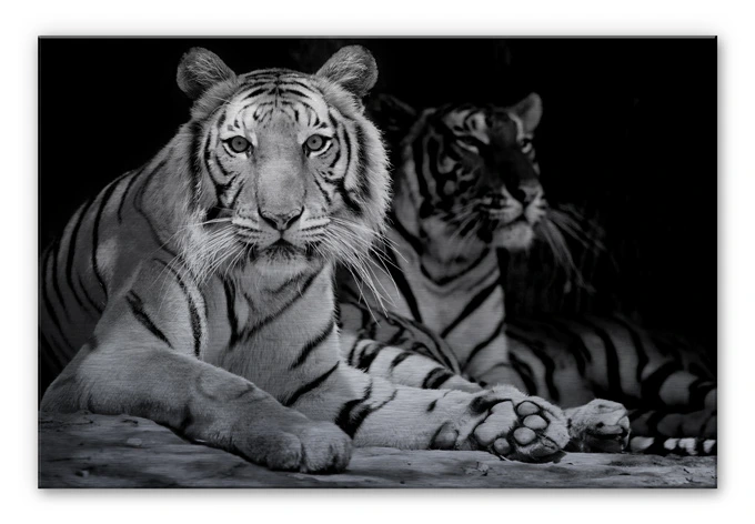 Alu-Dibond Bild Zwei Königstiger schwarz-weiß 