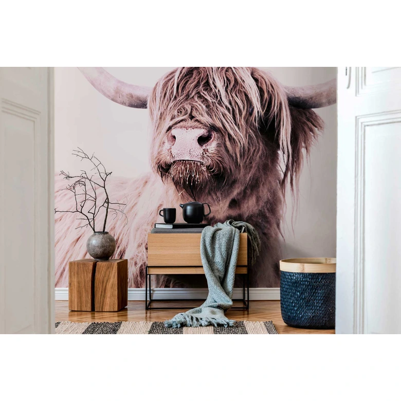 Faszinierend Fototapete Highland Rind Bilder