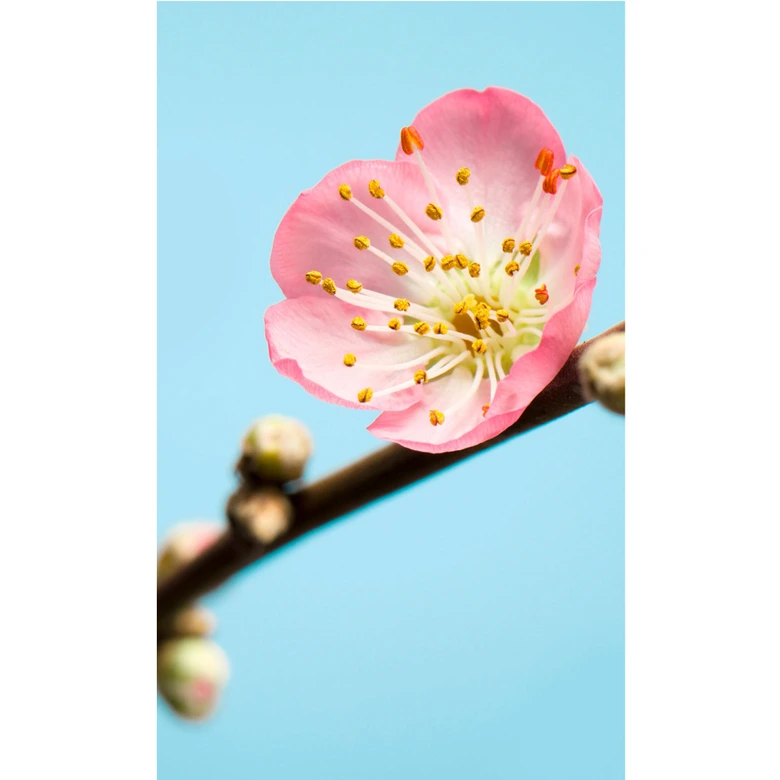 Fototapete Vliestapete Peach Blossom 