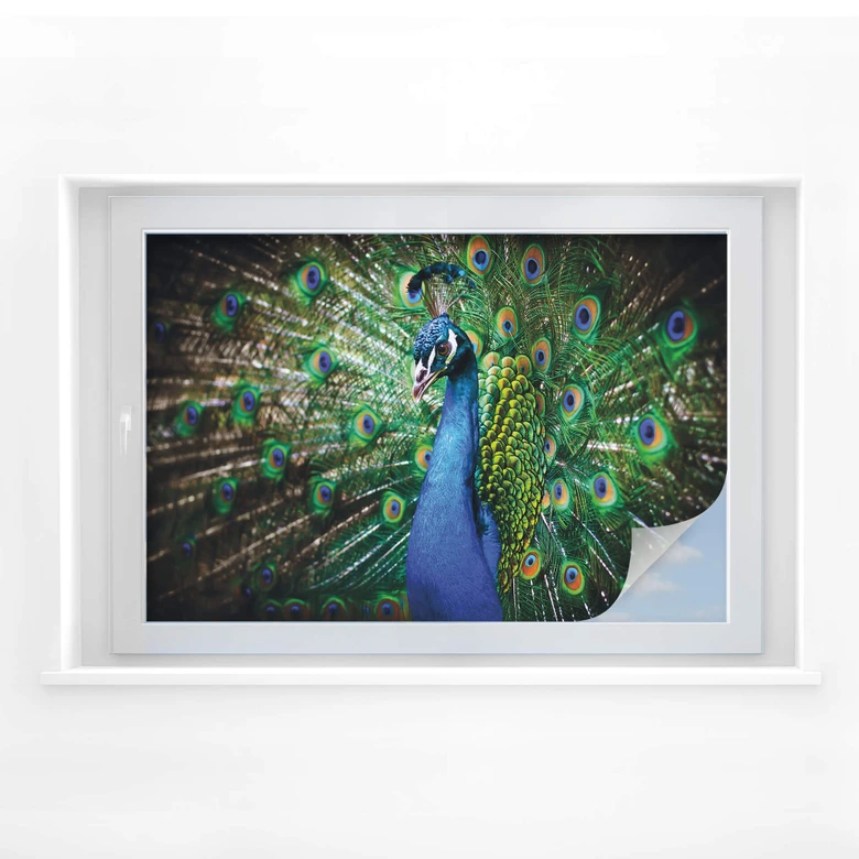Sichtschutzfolie Beautiful Peacock 