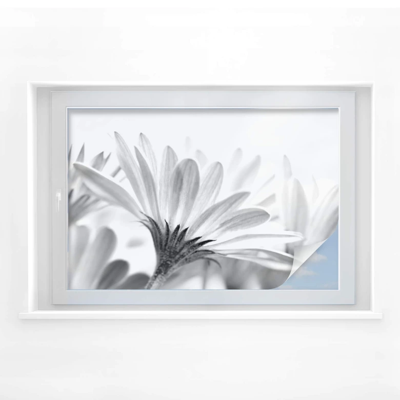 Película sobre intimidad margaritas en detalle 