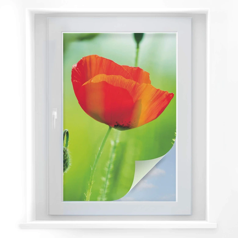 Intimidad amapola película 