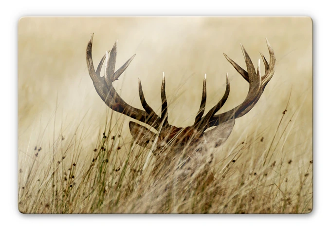 Tableau en verre - Cerf vigilent 