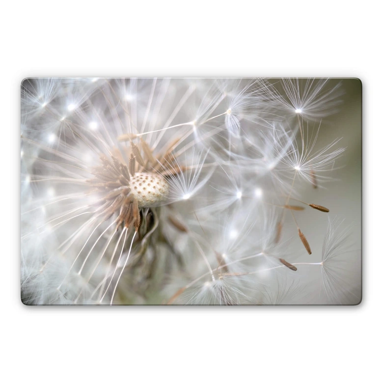 Glasbild Delgado - Pusteblume im Flug 