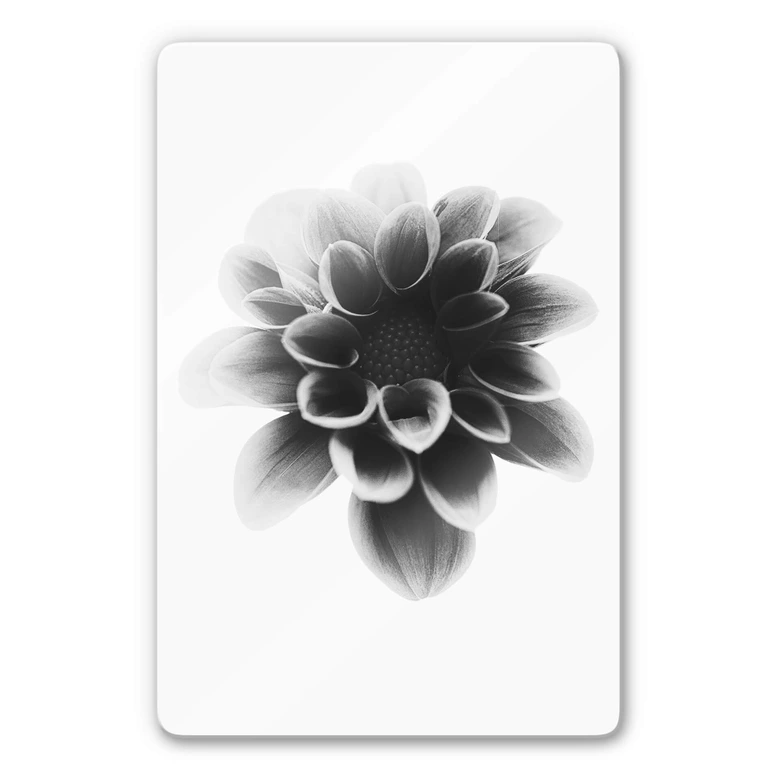 Glasbild Grønkjær - Dahlia 