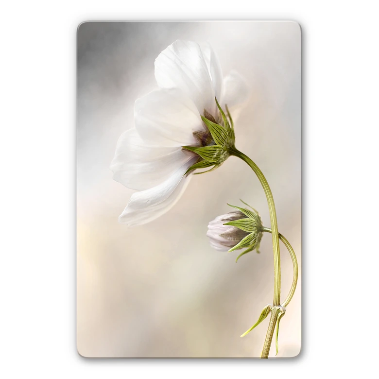 Glasbild Disher - Cosmos 